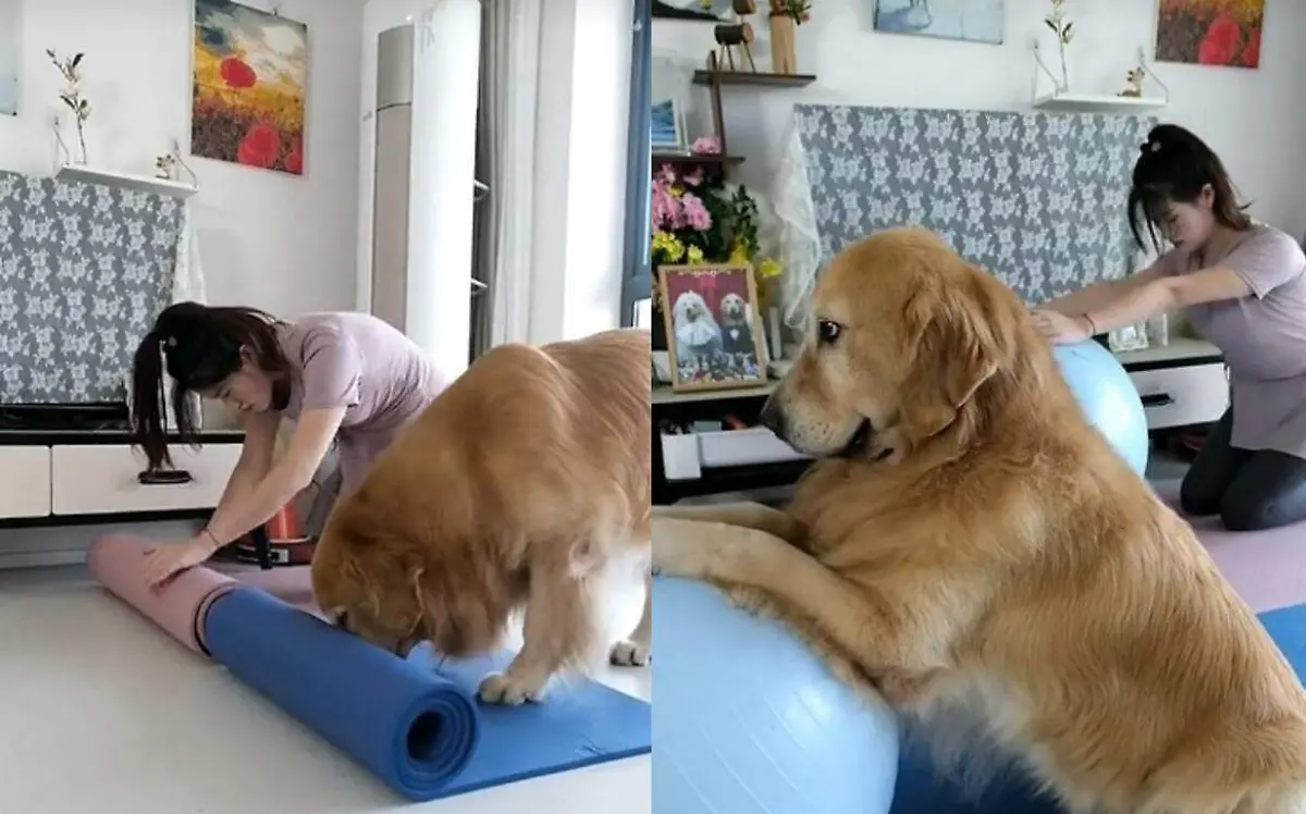 perro hace yoga